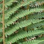 Polystichum setiferum leaf picture by Sylvain Piry (cc-by-sa)