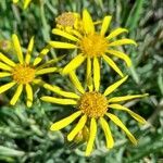 Senecio montevidensis flower picture by Trap Hers (cc-by-sa)