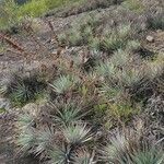 Dyckia encholirioides habit picture by Flor Alex (cc-by-sa)