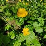 Ranunculus lanuginosus habit picture by Andrzej Kądzielawa (cc-by-sa)