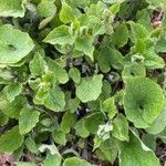 Brunnera macrophylla habit picture by David Hocken (cc-by-sa)