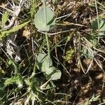 Blackstonia perfoliata leaf picture by Georges Olioso (cc-by-sa)