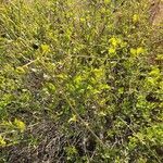 Jasminum grandiflorum habit picture by susan brown (cc-by-sa)