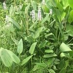 Pontederia cordata habit picture by Lorenzi Harri (cc-by-sa)