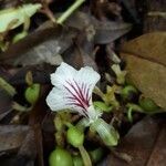 Elettaria cardamomum flower picture by Anziz AHMED ABDOU (cc-by-sa)