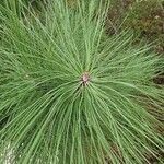 Pinus ponderosa leaf picture by Rolf Imig (cc-by-sa)