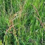 Sorghum purpureosericeum habit picture by susan brown (cc-by-sa)