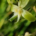 Habenaria humilior flower picture by susan brown (cc-by-sa)