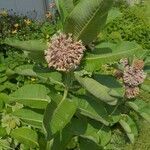 Asclepias speciosa leaf picture by Timothy Perrigo (cc-by-sa)