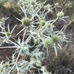 Eryngium campestre flower picture by Pep Sole (cc-by-sa)