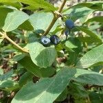 Lonicera caerulea fruit picture by Noëlle Dorion (cc-by-sa)