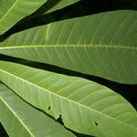 Pouteria fossicola leaf picture by Nelson Zamora Villalobos (cc-by-nc)