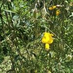 Crotalaria juncea flower picture by Abdul Azim Che (cc-by-sa)