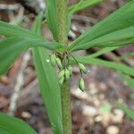 Polygonatum verticillatum flower picture by Sylvain Piry (cc-by-sa)