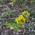 Solidago petiolaris flower picture by Eric Wheeler (cc-by-sa)