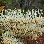 Grevillea exul leaf picture by Richard Chesher (cc-by-sa)