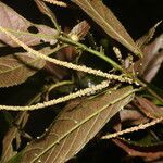 Acalypha apodanthes leaf picture by Nelson Zamora Villalobos (cc-by-nc)