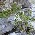 Satureja montana habit picture by francois tissot (cc-by-sa)