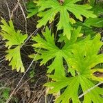 Delphinium leroyi leaf picture by susan brown (cc-by-sa)