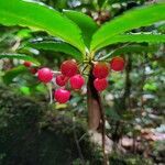 Ardisia crenata fruit picture by Jacky Chan (cc-by-sa)