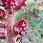 Orobanche variegata flower picture by Sergio costantini (cc-by-sa)