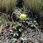 Potentilla ranunculoides leaf picture by Fabien Anthelme (cc-by-sa)