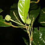 Croton schiedeanus fruit picture by Nelson Zamora Villalobos (cc-by-nc)