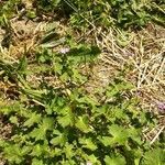 Geranium pyrenaicum habit picture by Julien Bernard (cc-by-sa)