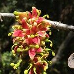 Lomatia ferruginea flower picture by Daniel Barthelemy (cc-by-nc)