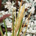 Calamagrostis fibrovaginata flower picture by Fabien Anthelme (cc-by-sa)