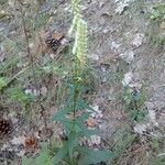 Digitalis lutea habit picture by Giacomo (cc-by-sa)