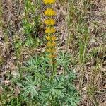 Lupinus luteus habit picture by Daniel Bourget (cc-by-sa)