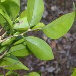 Agonandra macrocarpa leaf picture by Nelson Zamora Villalobos (cc-by-nc)