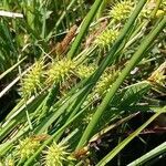 Carex flava fruit picture by Arthur Schmidt (cc-by-sa)