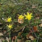 Narcissus minor flower picture by Txabi Brena (cc-by-sa)