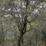 Quercus ilex habit picture by Paco Yepes (cc-by-sa)