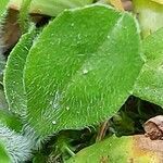 Bellis annua leaf picture by Giode Tonpino (cc-by-sa)