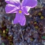 Viola calcarata flower picture by Christophe Bourdillon (cc-by-sa)