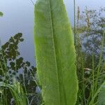 Rumex hydrolapathum leaf picture by Wolfram Pethe (cc-by-sa)