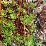 Saxifraga cuneata leaf picture by Collados Ana (cc-by-sa)