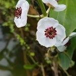 Sagittaria sagittifolia flower picture by Georg Lanzl (cc-by-sa)