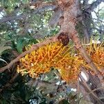 Grevillea robusta flower picture by Remo Cela (cc-by-sa)