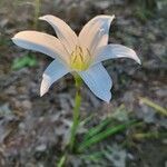 Zephyranthes atamasco flower picture by CatieLynn_RN (cc-by-sa)