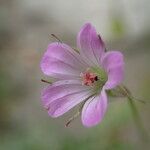 Geranium columbinum flower picture by Sylvain Piry (cc-by-sa)