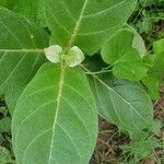 Calotropis gigantea leaf picture by rahul kumar (cc-by-sa)