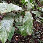 Meliosma brenesii leaf picture by Nelson Zamora Villalobos (cc-by-nc)