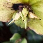 Helleborus niger fruit picture by Dieter Albrecht (cc-by-sa)