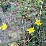 Potentilla reptans flower picture by loran (cc-by-sa)