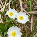 Ranunculus alpestris flower picture by Lennaert Steen (cc-by-sa)