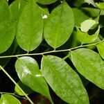 Phyllanthus skutchii leaf picture by Nelson Zamora Villalobos (cc-by-nc)